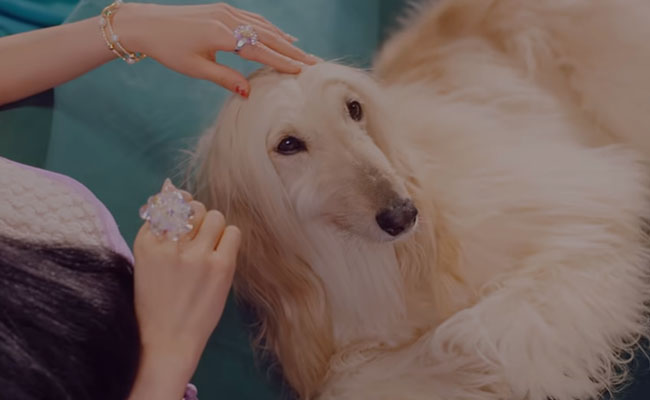 Kpop Quiz Guess MV 2020